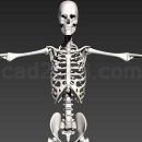 医用人体骨骼模型CAD图形