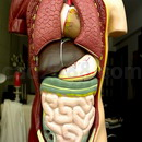 3D打印模型人体内脏